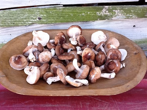 Fresh picked Shiitake Mushrooms